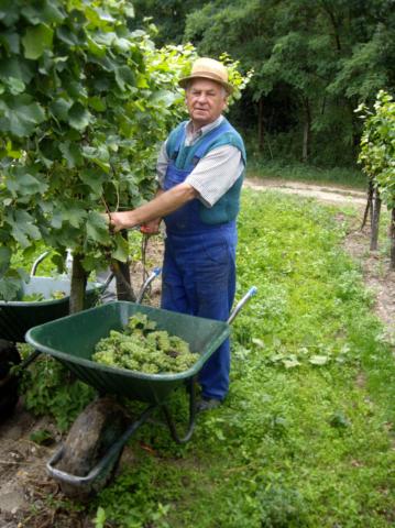 Weinlese 1