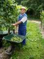 Weinlese 1